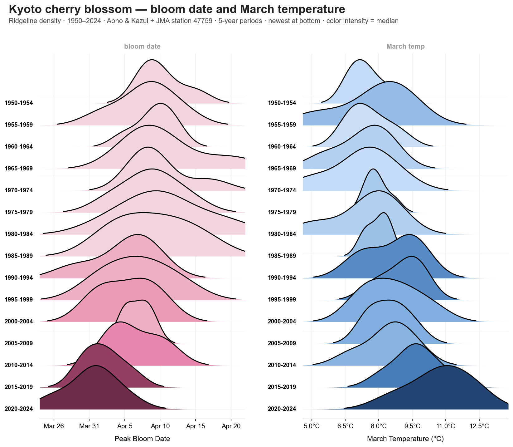 Kyoto cherry blossom ridgeline chart