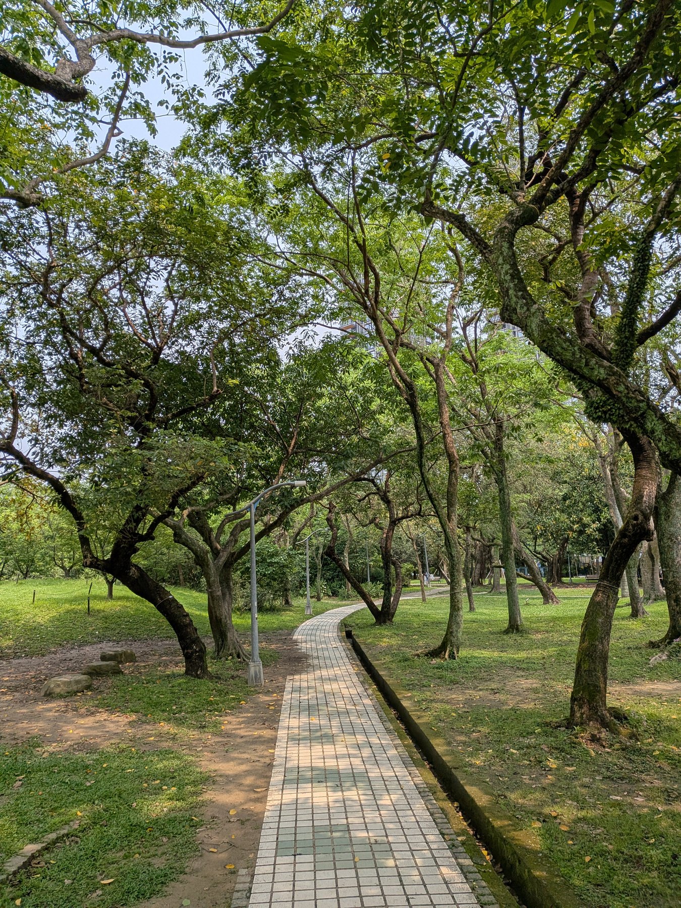 Tree-lined path in Daan Park, Taipei.