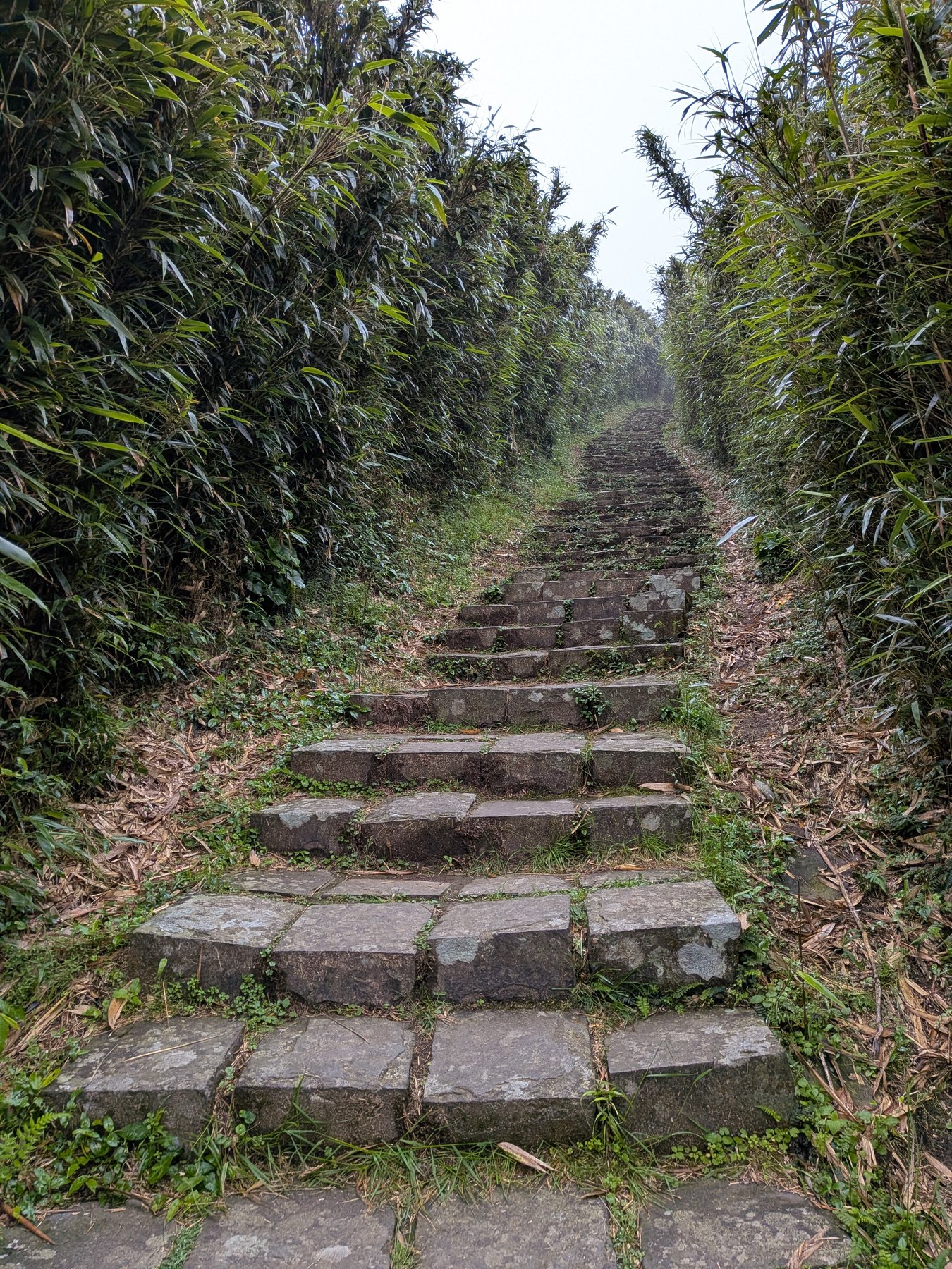 Stone steps climbing through vegetation on Qixingshan.