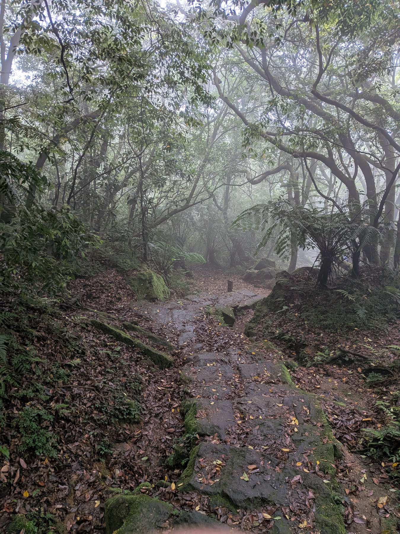 Misty forest trail on Qixingshan.
