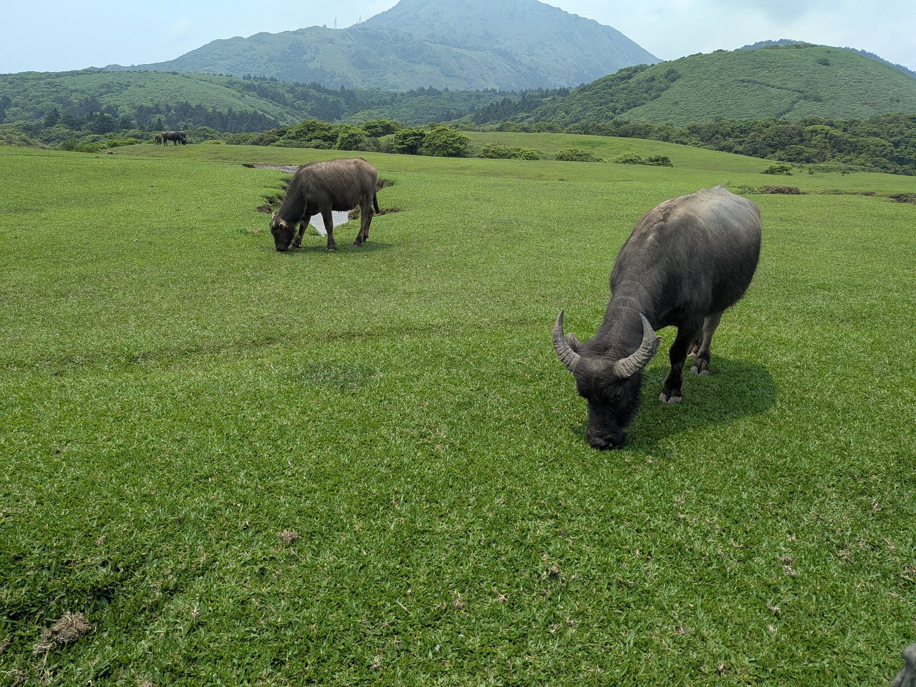 Water buffalo grazing in Yangmingshan National Park.