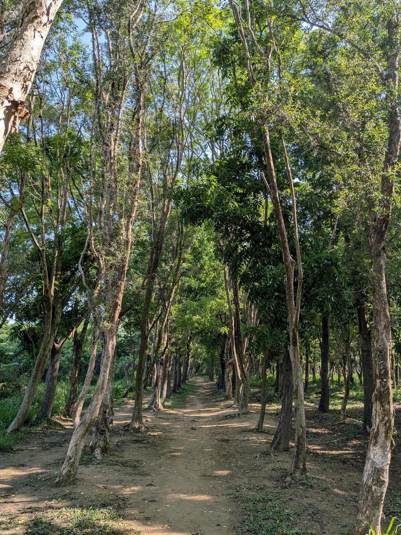 Sunlit trees in Hushan Forest near Tainan.