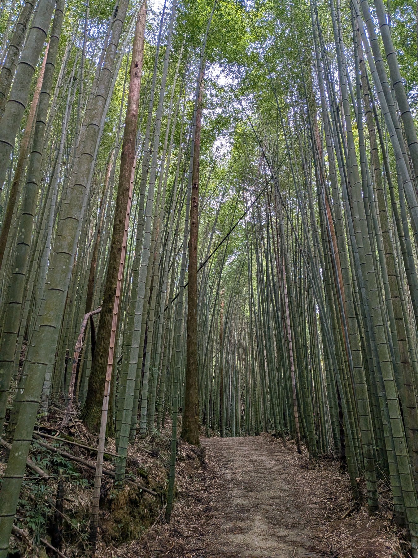Bamboo forest trail near Shizhuo.