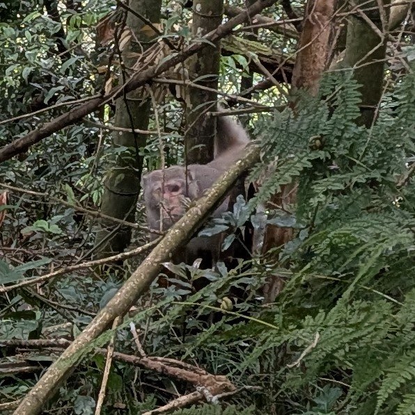 Monkey watching from undergrowth near Fenqihu.