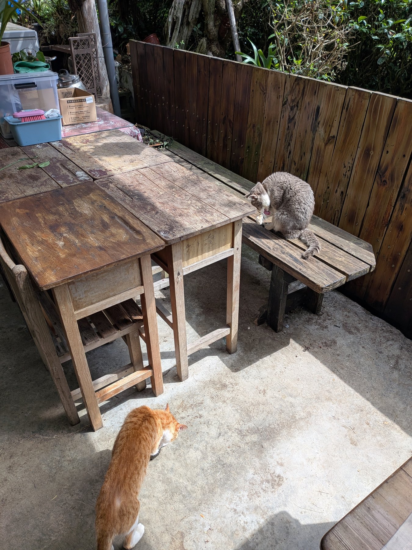 Cats at Tianyi Homestay.