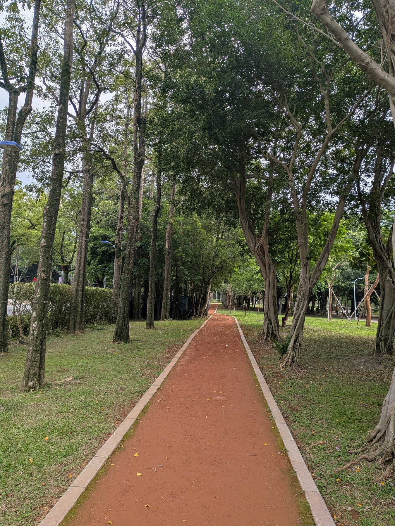 Tree-lined path in a Taipei park after returning from Alishan.